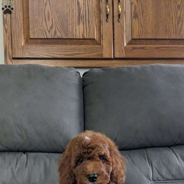 Cash, Miniature Poodle Puppy